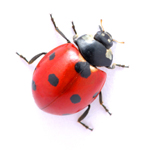 ladybug