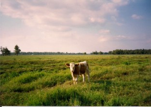 cow