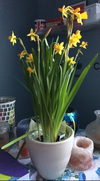daffodils