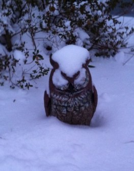 Hedwig in snow